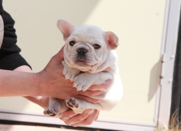 ID:FB1015　French Bulldog　サムネイル