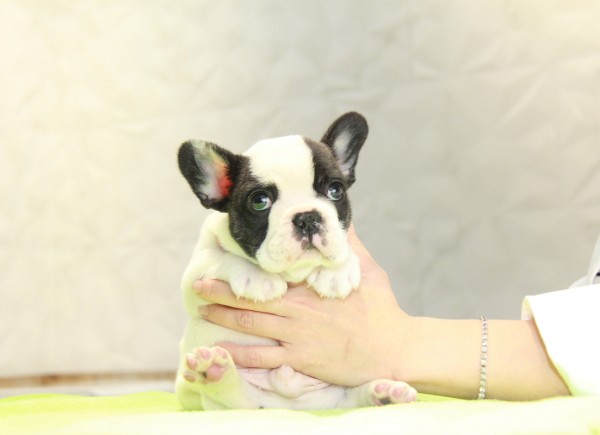 ID:FB1017 　French Bulldogサムネイル