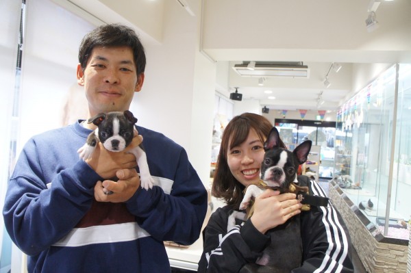 ボストンテリアの小春ちゃん