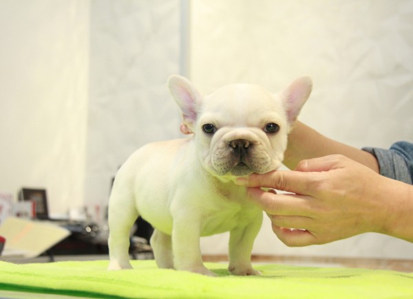 ID:FB1026　French Bulldogサムネイル