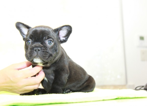 ID:FB1024　French Bulldogサムネイル