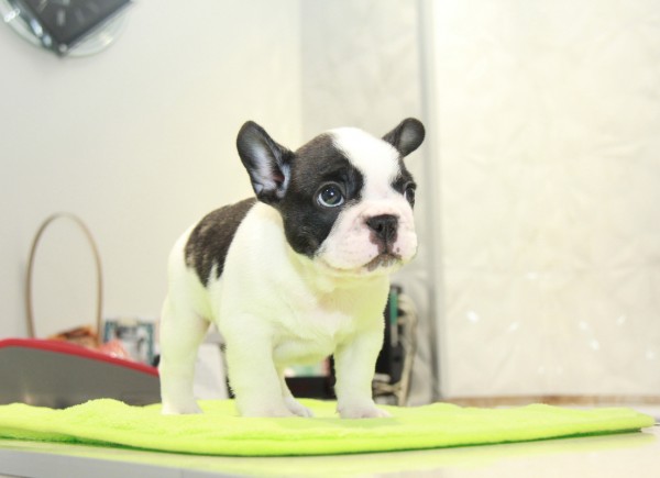 ID:FB1031　French Bulldog　サムネイル