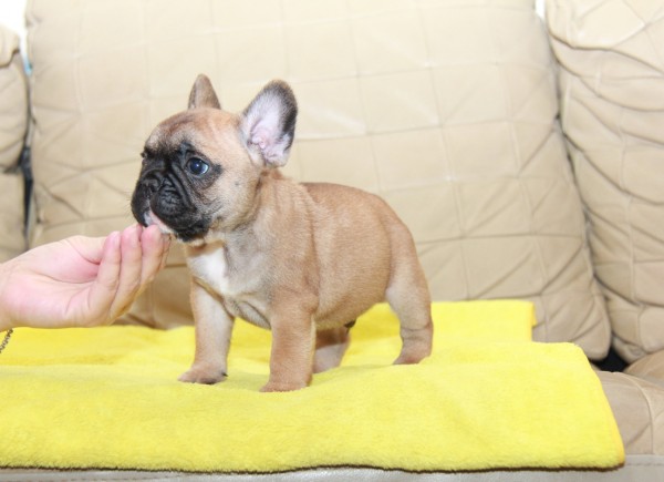 ID:FB1034　French Bulldogサムネイル