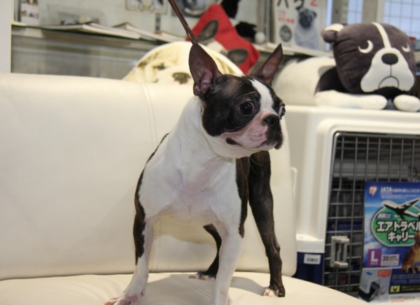 ID:64　すみれ　引退犬BostonTerrierサムネイル