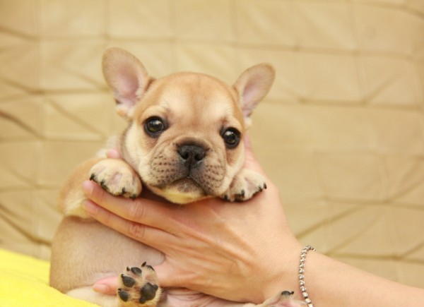 ID:FB1041　French Bulldog　サムネイル