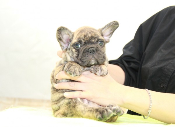 ID:FB1036French Bulldog　サムネイル