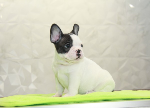 ID:FB1032　French Bulldogサムネイル