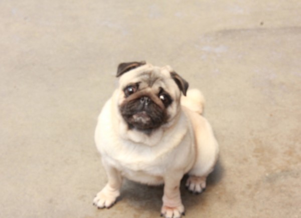 ID:63　エポカ　引退犬Pugサムネイル