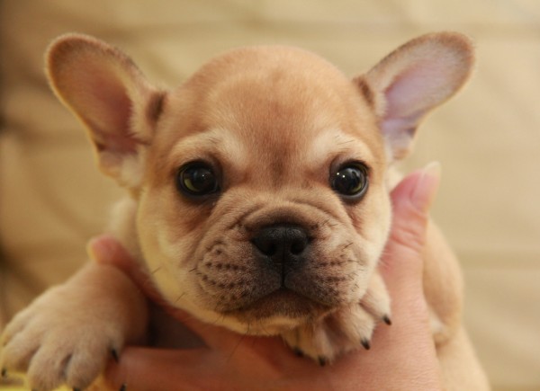 ID:FB1040　French Bulldogサムネイル