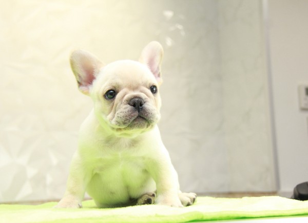 ID:FB1027　French Bulldogサムネイル