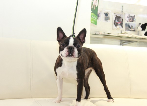 ID:65　シアン　引退犬BostonTerrierサムネイル