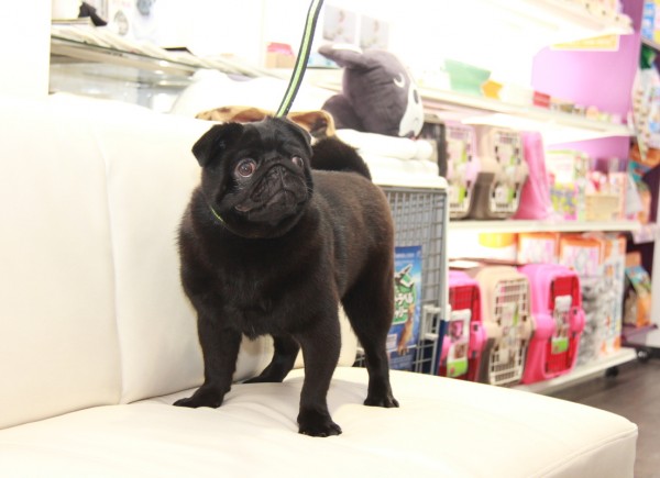 ID:70　まりも　引退犬Pugサムネイル