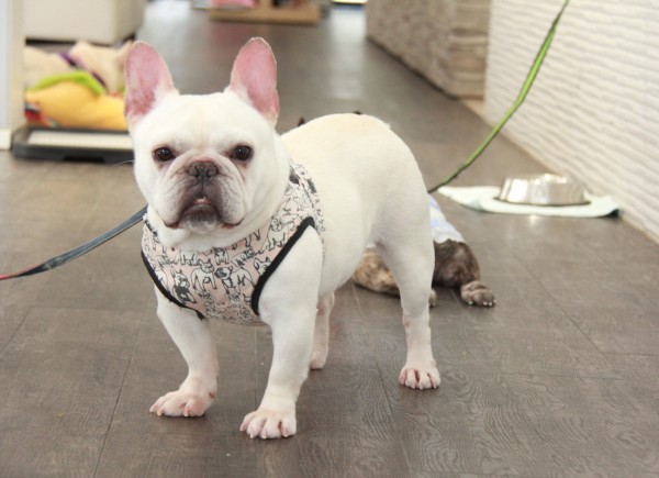 ID:53　ドリー　引退犬FrenchBulldogサムネイル