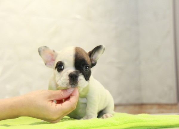 ID:FB1048　French Bulldog　サムネイル