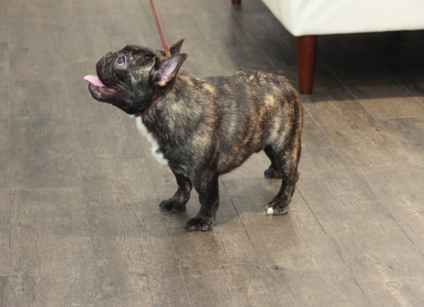 ID:59　パーリーゲイツ　引退犬・若犬販売FrenchBulldogサムネイル