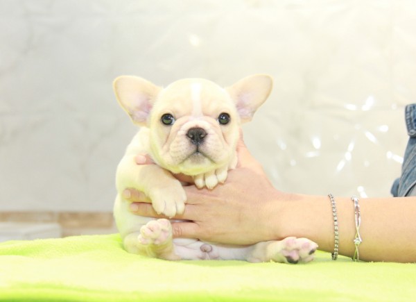 ID:FB1044　French Bulldogサムネイル