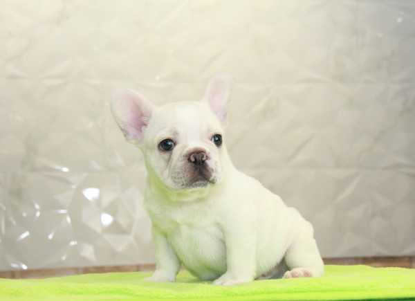 ID:FB1029　French Bulldog　サムネイル