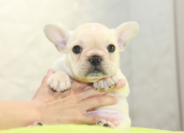ID:FB1045　French Bulldogサムネイル