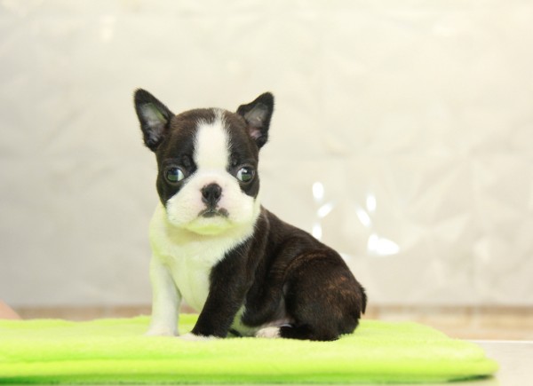 ID:BT301　Boston Terrierサムネイル