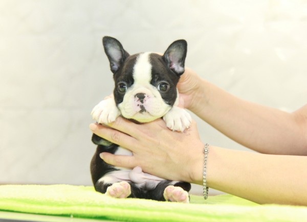 ID:BT304　Boston Terrierサムネイル
