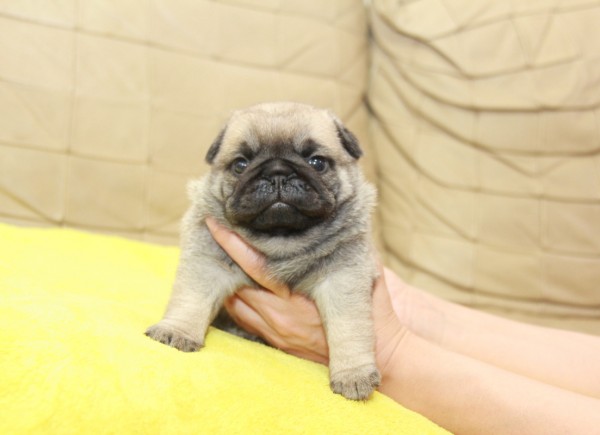 ID:PG524　PUG　サムネイル