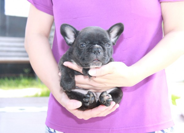 ID:FB1061　French Bulldogサムネイル