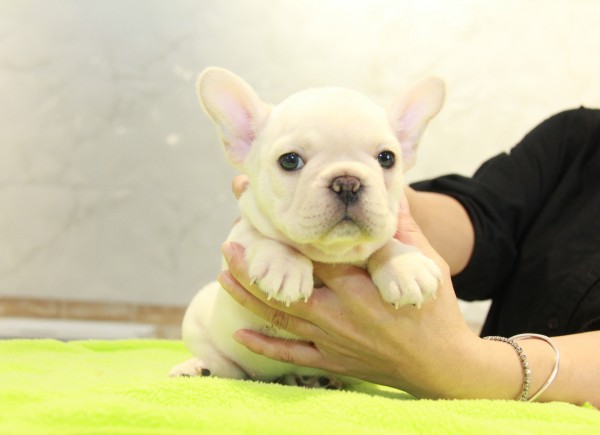 ID:FB1067　French Bulldogサムネイル