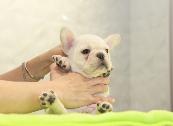 ID:FB1068　French Bulldogサムネイル