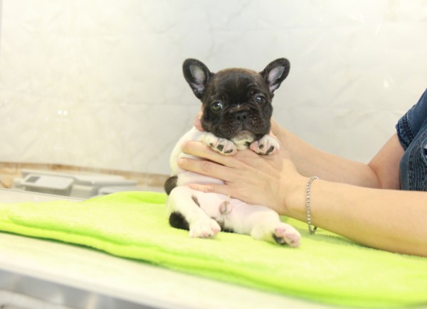 ID:FB1060　French Bulldogサムネイル