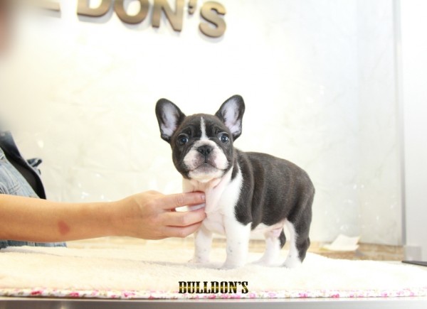 ID:FB1232　French Bulldogサムネイル