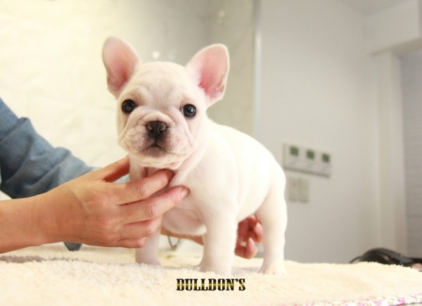 ID:FB1234　French Bulldogサムネイル
