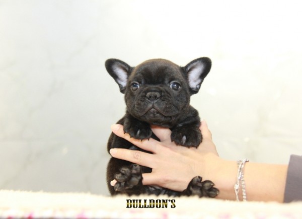 ID:FB1231　French Bulldogサムネイル