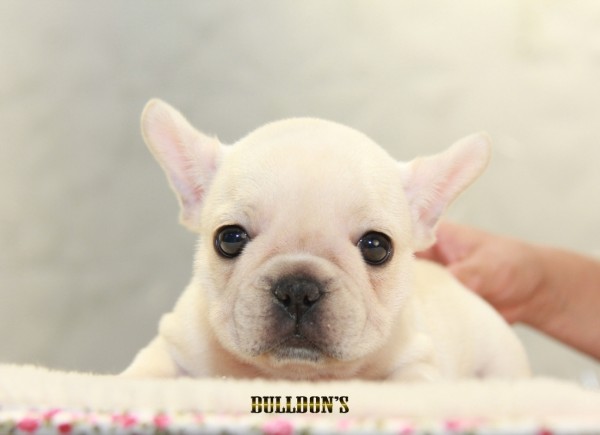 ID:FB1240　French Bulldogサムネイル