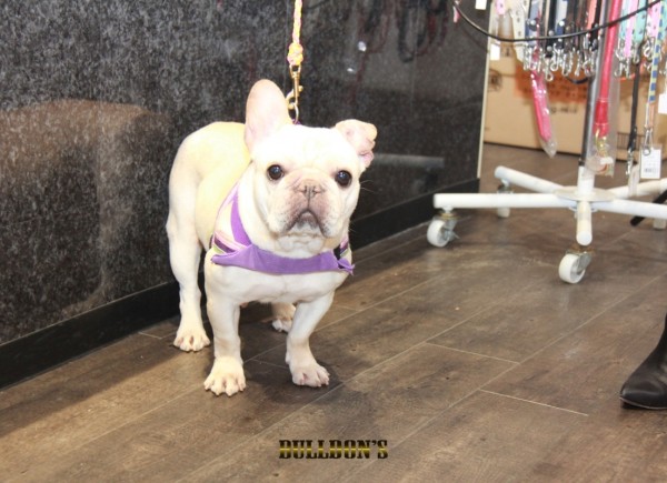 ID:18　引退犬French Bulldogサムネイル