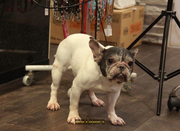 ID:19　引退犬French Bulldogサムネイル