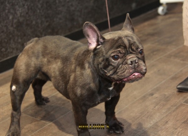 ID:20　引退犬French Bulldogサムネイル