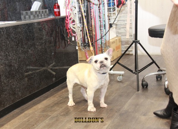 ID:21　引退犬French Bulldogサムネイル