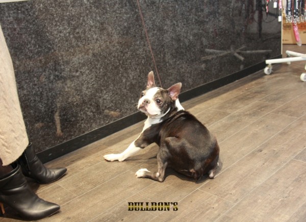 ID:22　引退犬Boston Terrierサムネイル