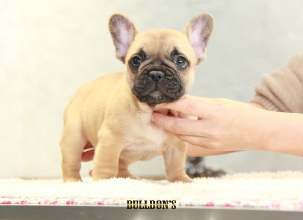 ID:FB1244　French Bulldog　サムネイル