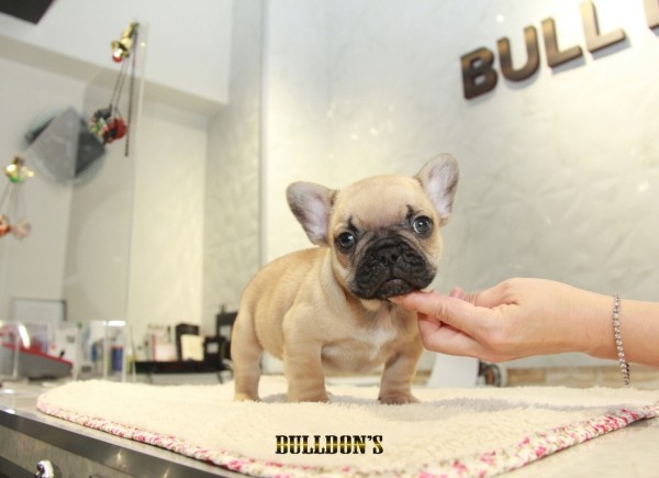 ID:FB1247　French Bulldogサムネイル