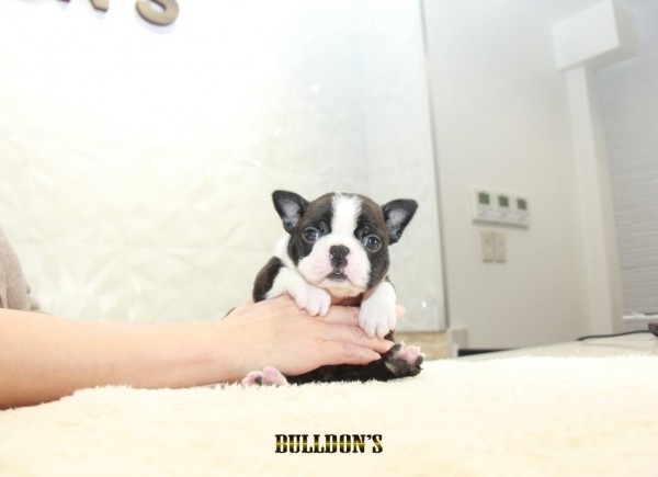 ID:BT369 Boston Terrierサムネイル