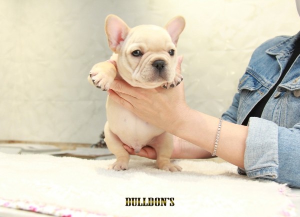 ID:FB1245　French Bulldogサムネイル