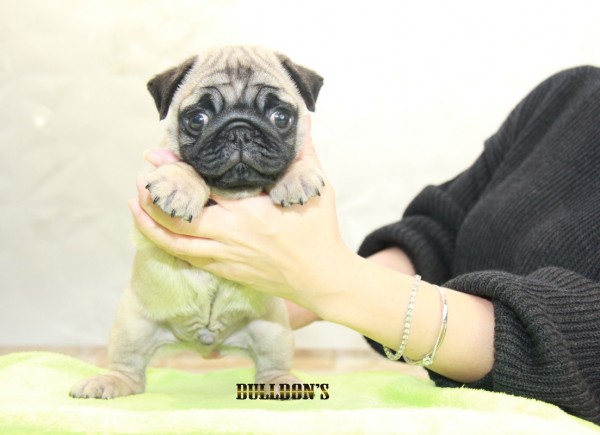 ID:PG540　PUG　サムネイル