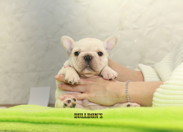 ID:FB1107　French Bulldog　サムネイル