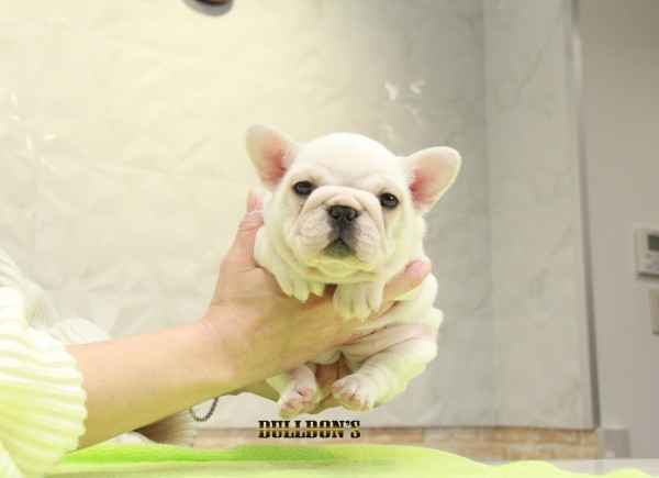 ID:FB1108　French Bulldog　サムネイル