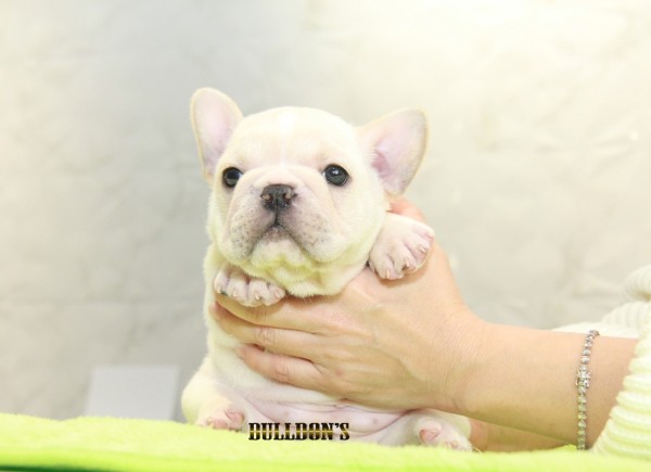 ID:FB1109　French Bulldogサムネイル