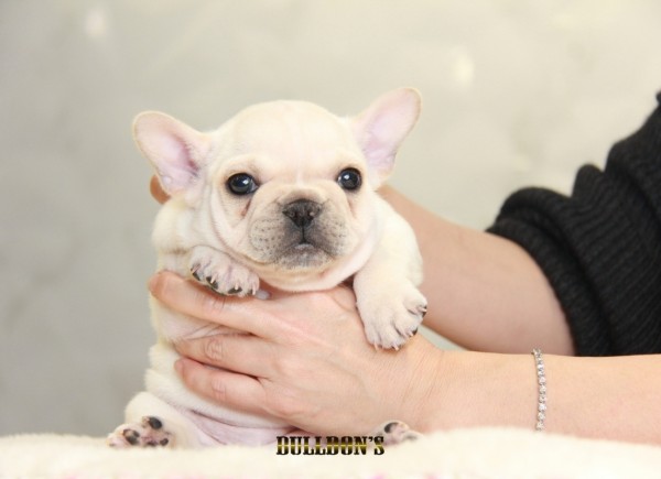 ID:FB1257　French Bulldogサムネイル