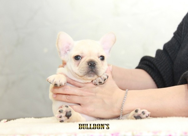 ID:FB1259　French Bulldogサムネイル