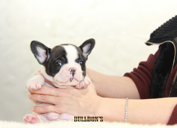 ID:FB1270　French Bulldogサムネイル