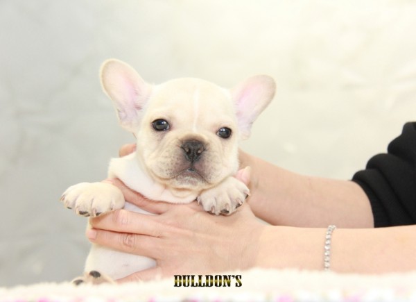 ID:FB1256　French Bulldogサムネイル